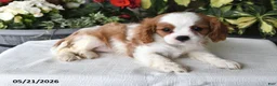 Cavalier King Charles Spaniel dogs for sale: Jan - Ad 2