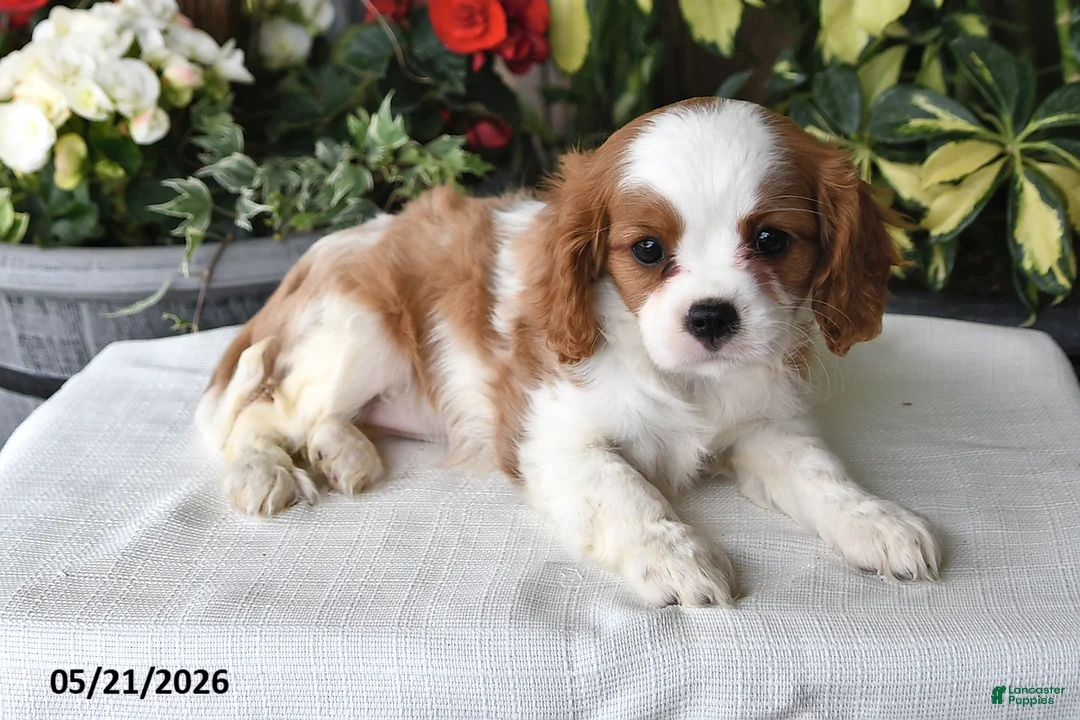 Cavalier King Charles Spaniel dogs for sale: Jan - Ad 2