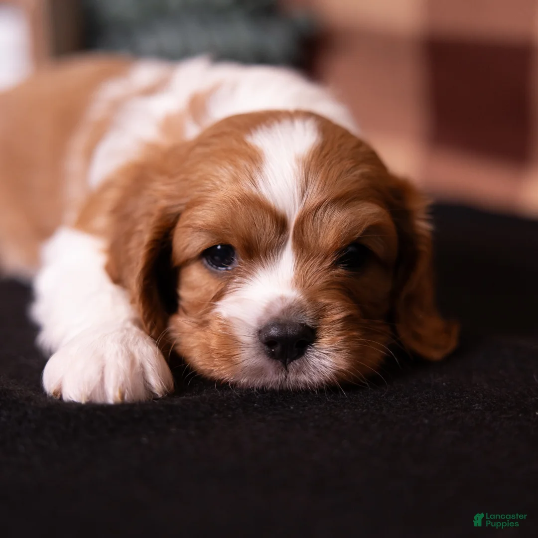 Cavalier King Charles Spaniel dogs for sale: Oswald - Ad 1
