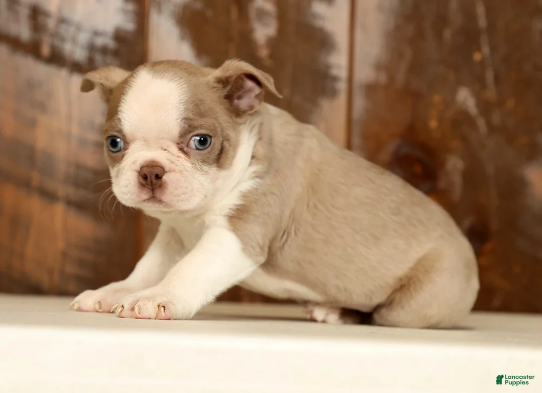 Boston Terrier dogs for sale: Rover - Ad 7
