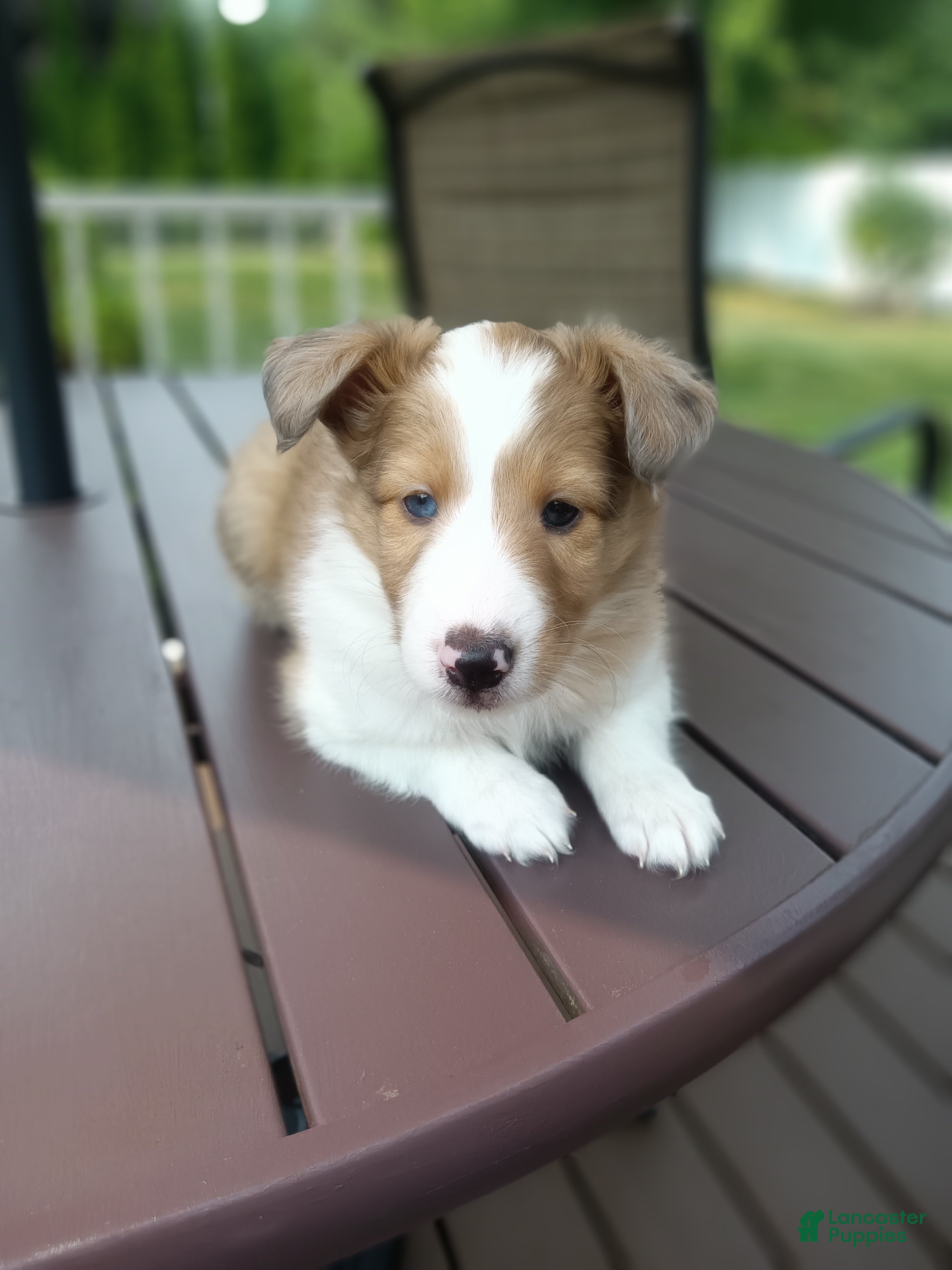 Shetland Sheepdog dogs Shetland Sheepdog 2 - Ad 1