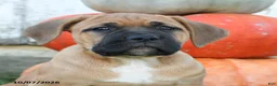 Cane Corso dogs for sale: Jolie - Ad 5