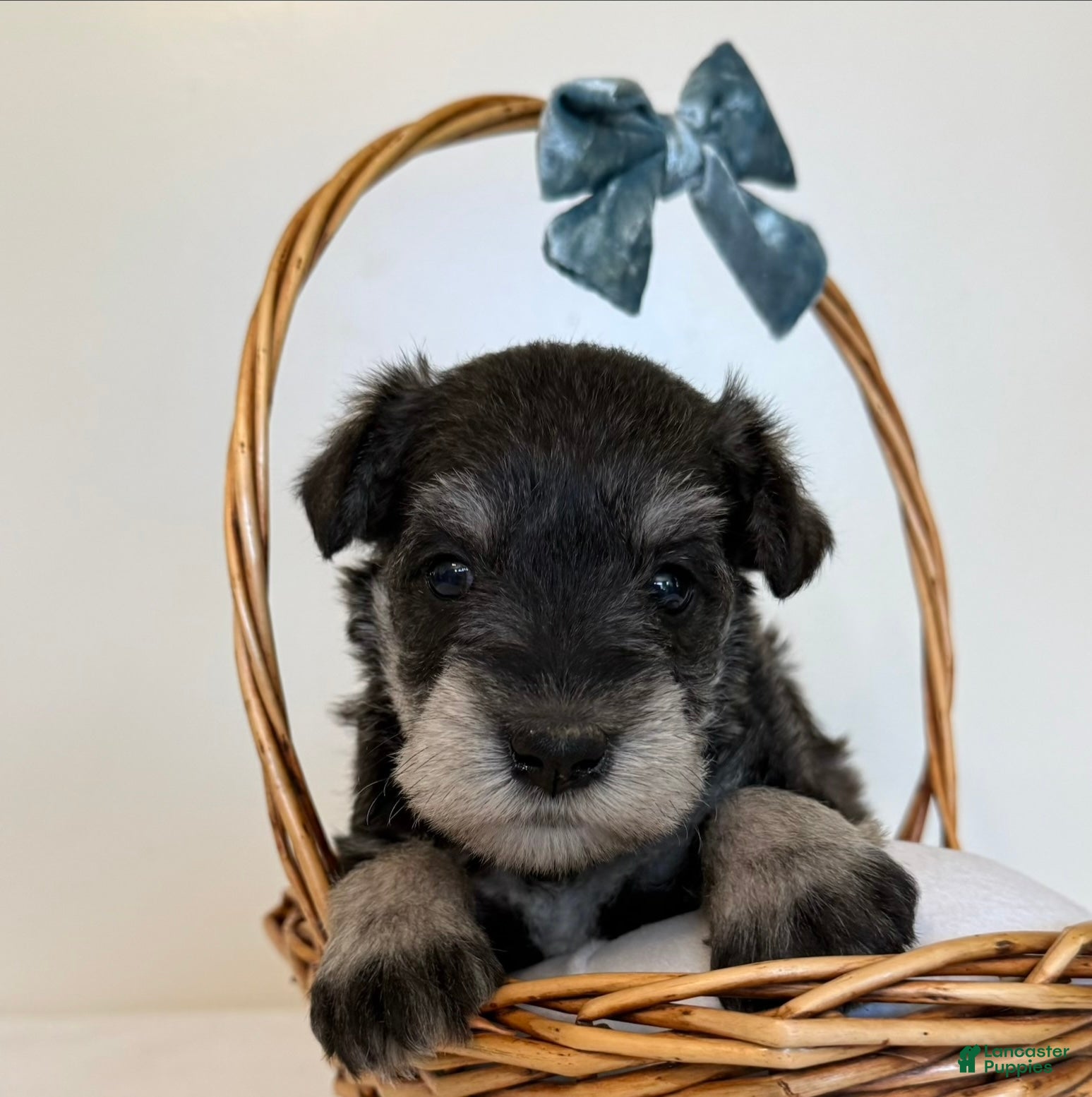 Miniature Schnauzer dogs Shep Miniature Schnauzer  - Ad 1