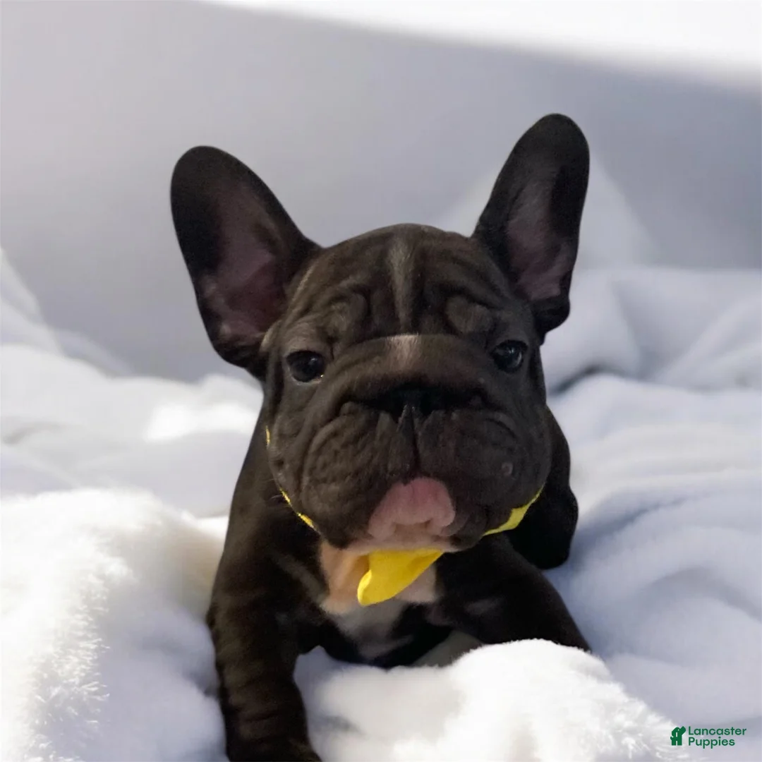 French Bulldog dogs for sale: Junior  - Ad 3