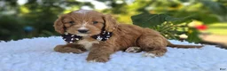 Cavapoo dogs for sale: Frankie - Ad 4