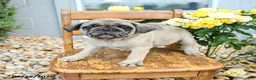 Pug dogs for sale: Weston - Ad 2