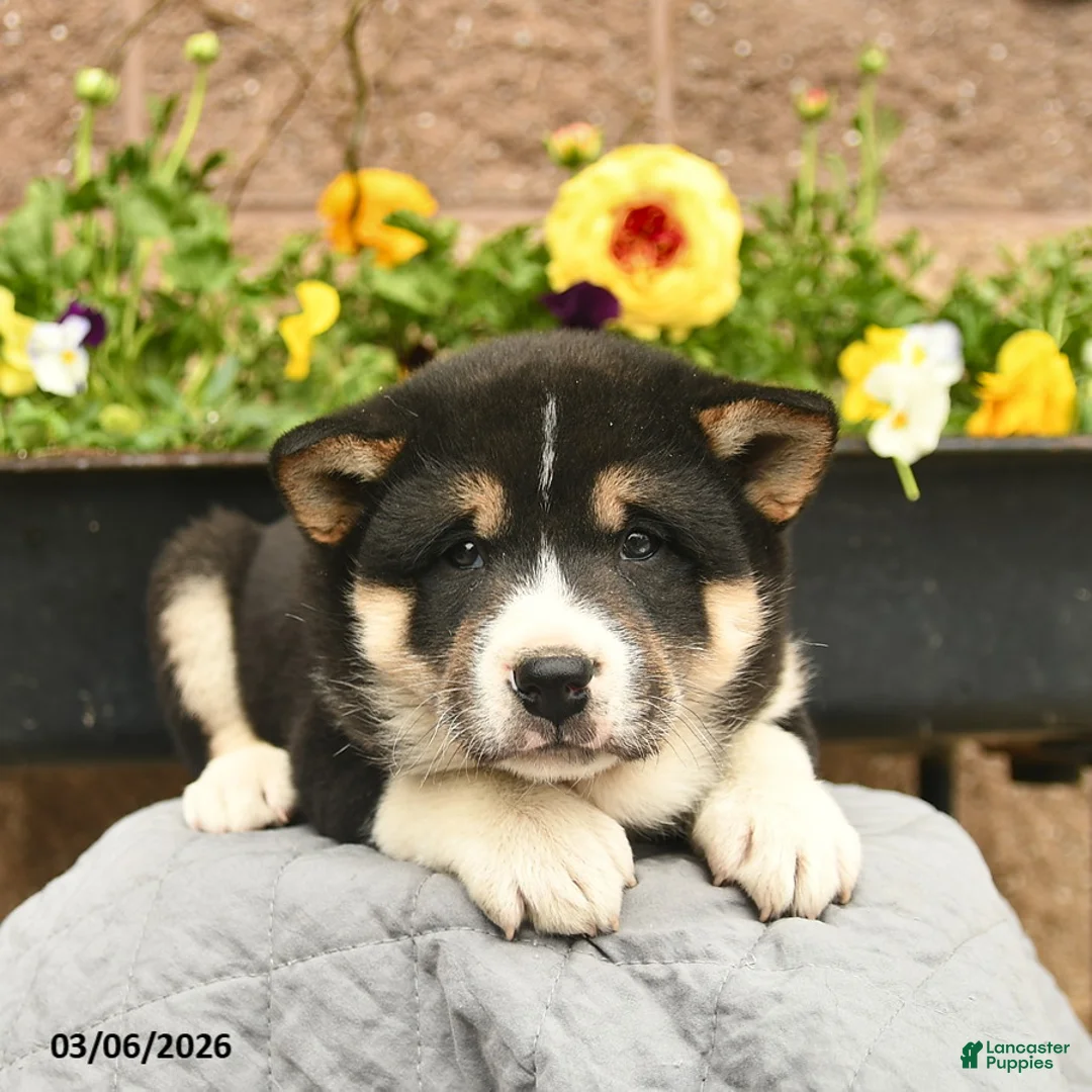 Shiba Inu dogs for sale: Iggy - Ad 5