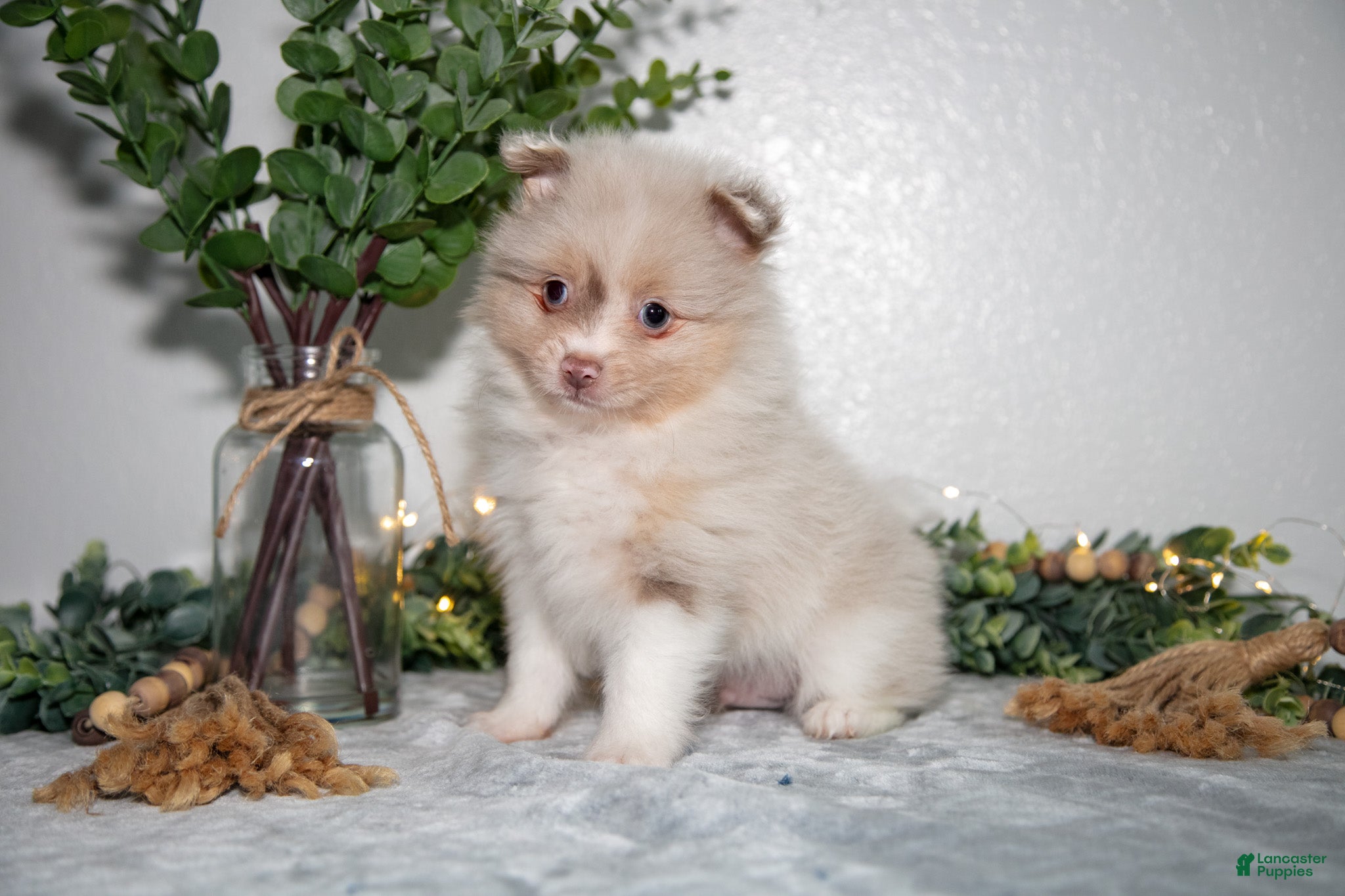 Pomeranian dogs Ike - Ad 1