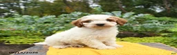 Miniature Poodle dogs for sale: Charlie - Ad 1