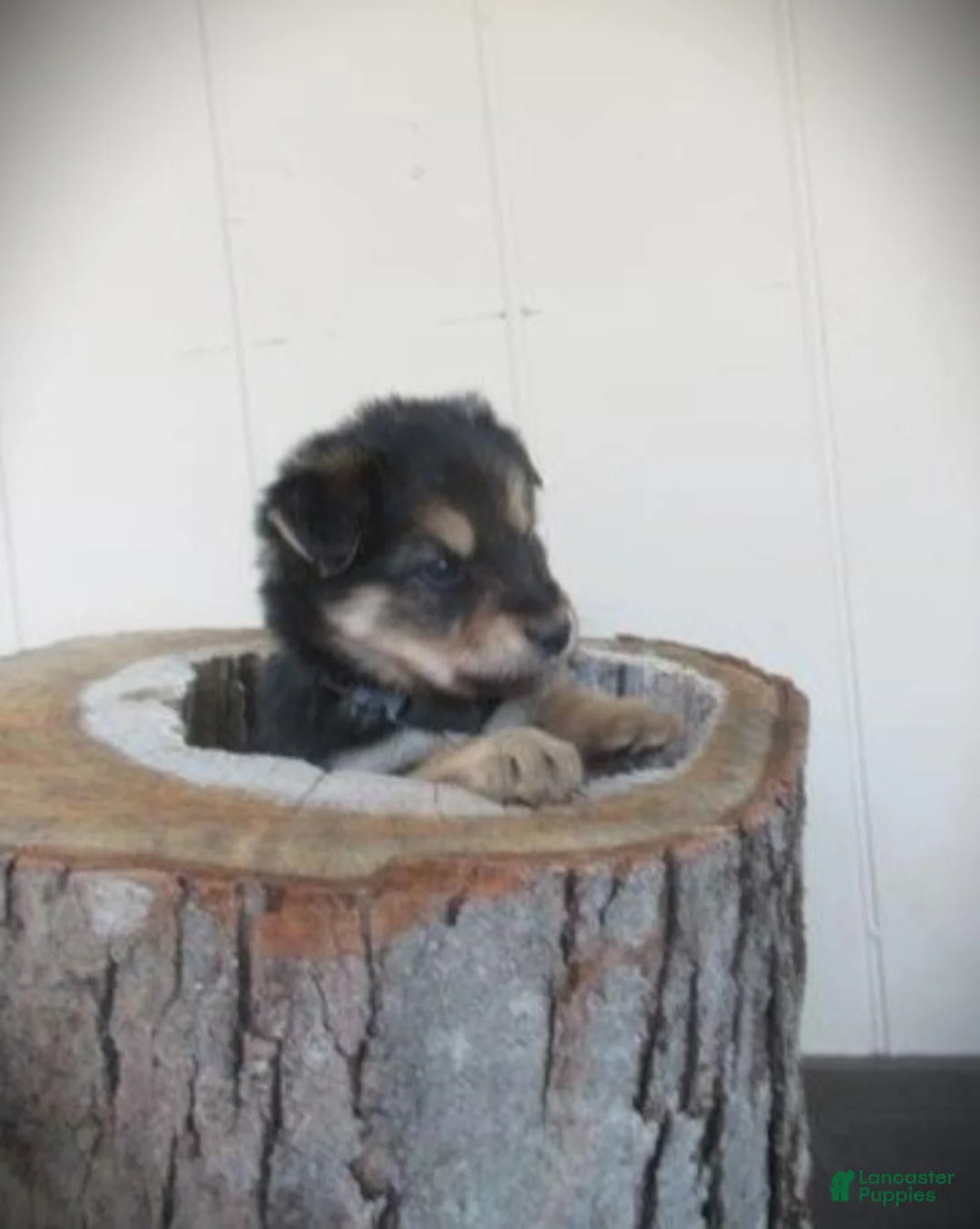 Mixed Breed dogs for sale: Timber - Ad 2