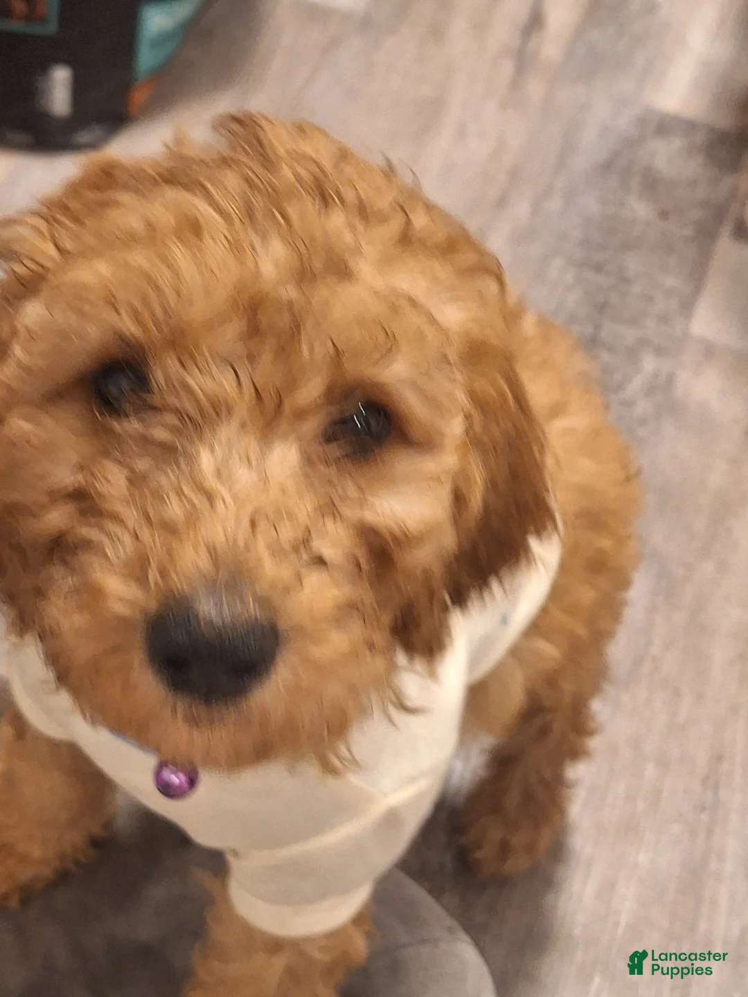 Goldendoodle dogs for sale: Goldendoodle Puppy 4 - Ad 1