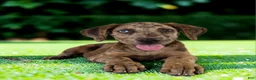 Catahoula Leopard Dog dogs for sale: Tigger 2026 Female 3 - Ad 7