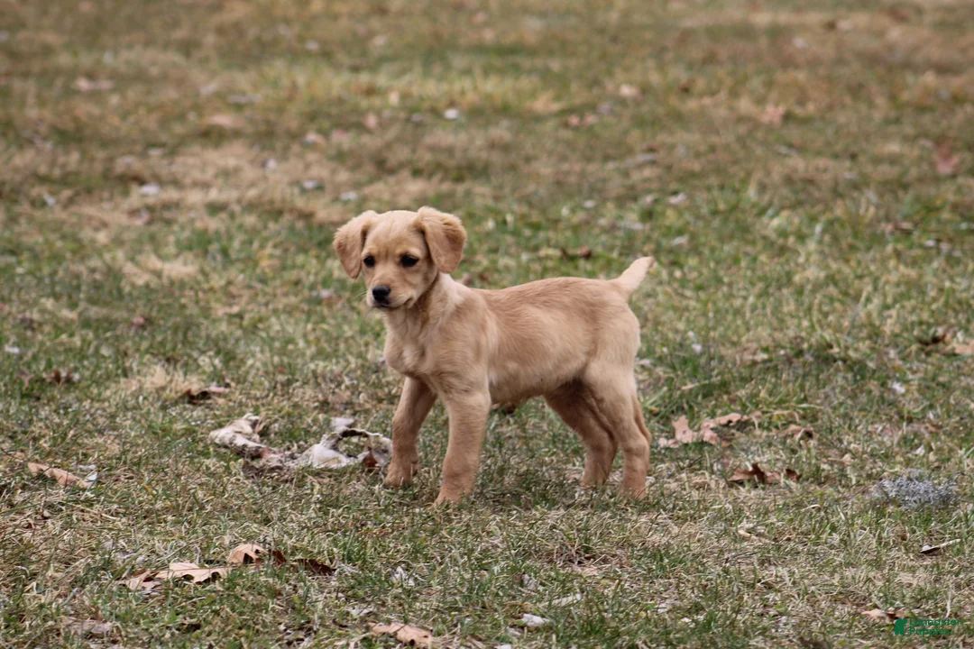 Cockapoo dogs for sale: Kasey  - Ad 1