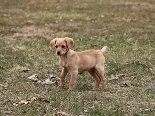 Cockapoo dogs Kasey - Ad 42