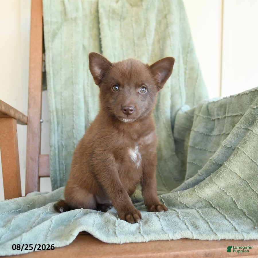 Pomsky dogs Buddy - Ad 1