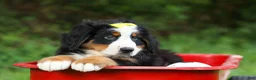 Bernese Mountain Dog dogs for sale: SAMSON - Ad 6