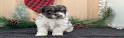 Havanese dogs for sale: Zorro - Ad 3