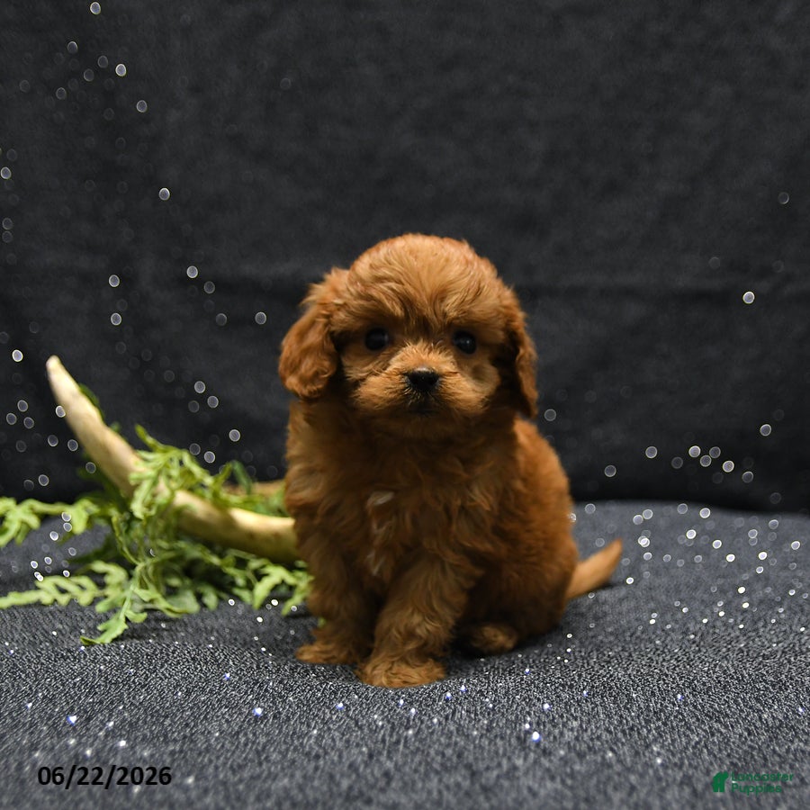 Cavapoo dogs Lucas - Ad 2