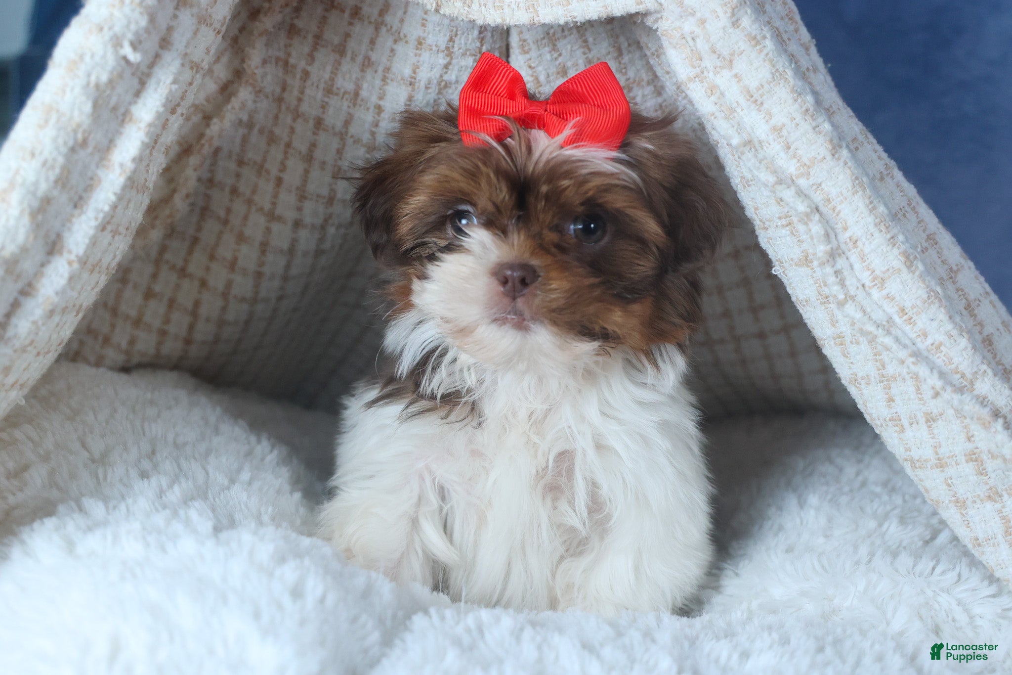 Shih Tzu dogs FINN - Ad 2
