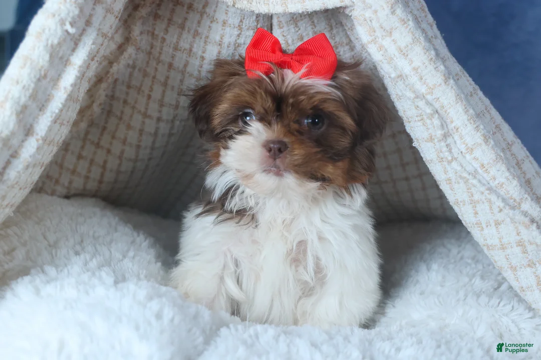 Shih Tzu dogs for sale: FINN - Ad 2