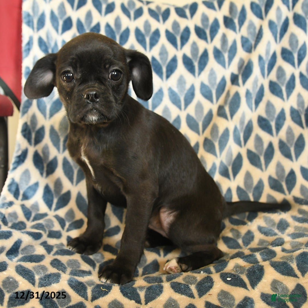 Mixed Breed dogs for sale: Xena - Ad 3