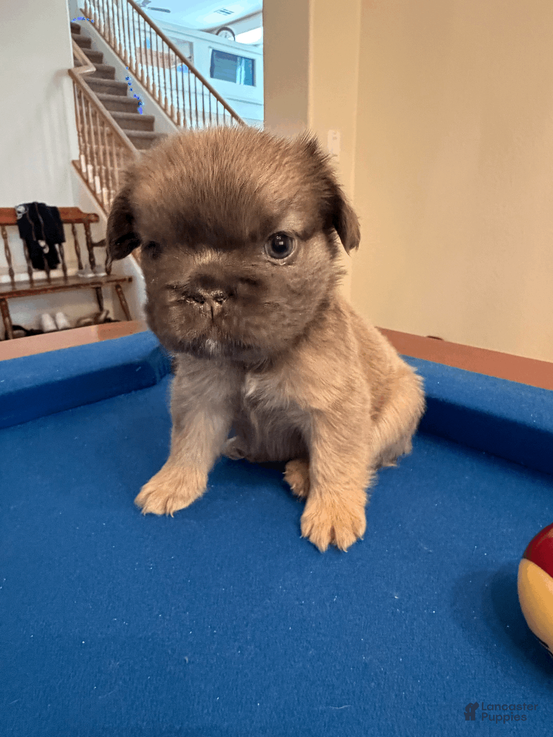 French Bulldog dogs for sale: French Bulldog Puppy 4 - Ad 4