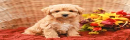 Maltipoo dogs for sale: Jasmine - Ad 1