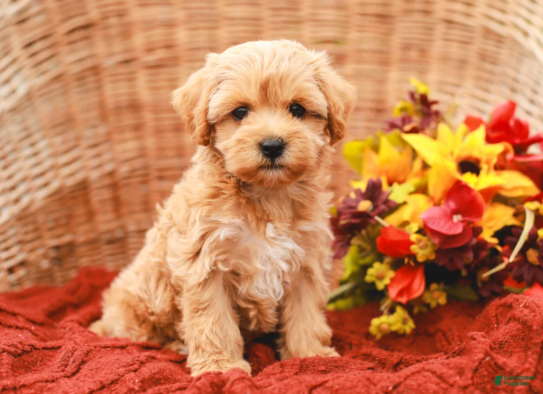 Maltipoo dogs for sale: Jasmine - Ad 1