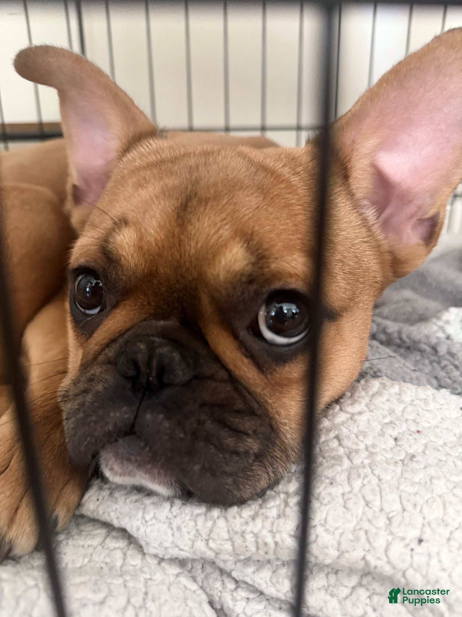 French Bulldog dogs Daisy Lu  - Ad 2