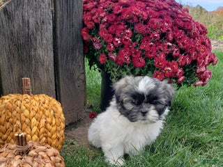 Mixed Breed dogs - Ad 4