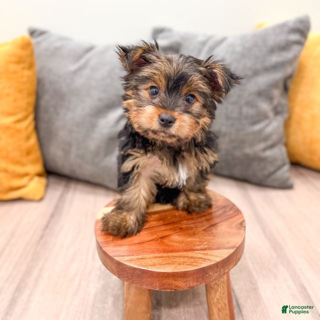 Yorkshire Terrier dogs Heidi - Ad 2