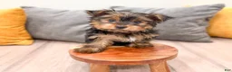 Yorkshire Terrier dogs for sale: Heidi - Ad 2