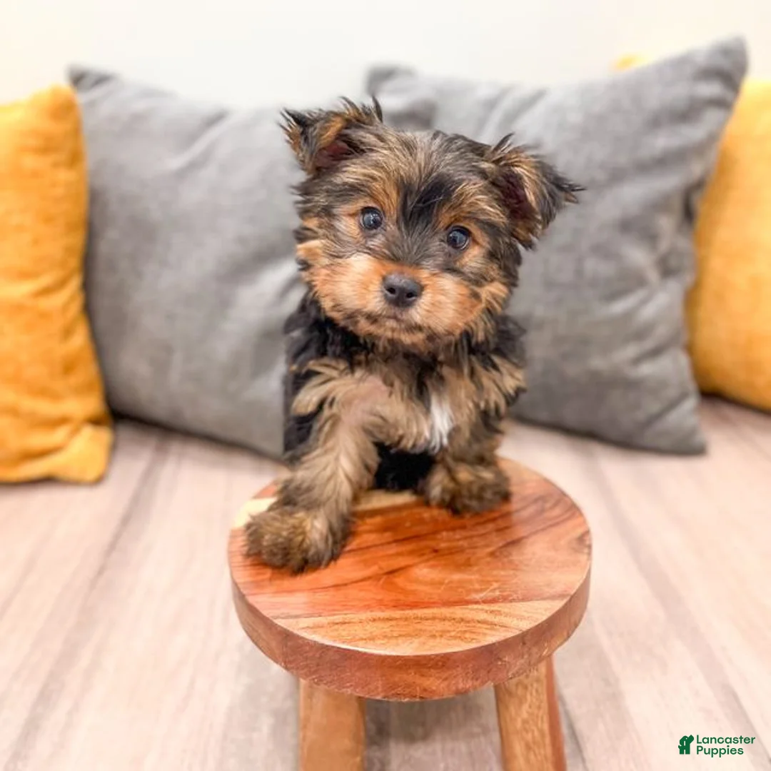 Yorkshire Terrier dogs for sale: Heidi - Ad 2