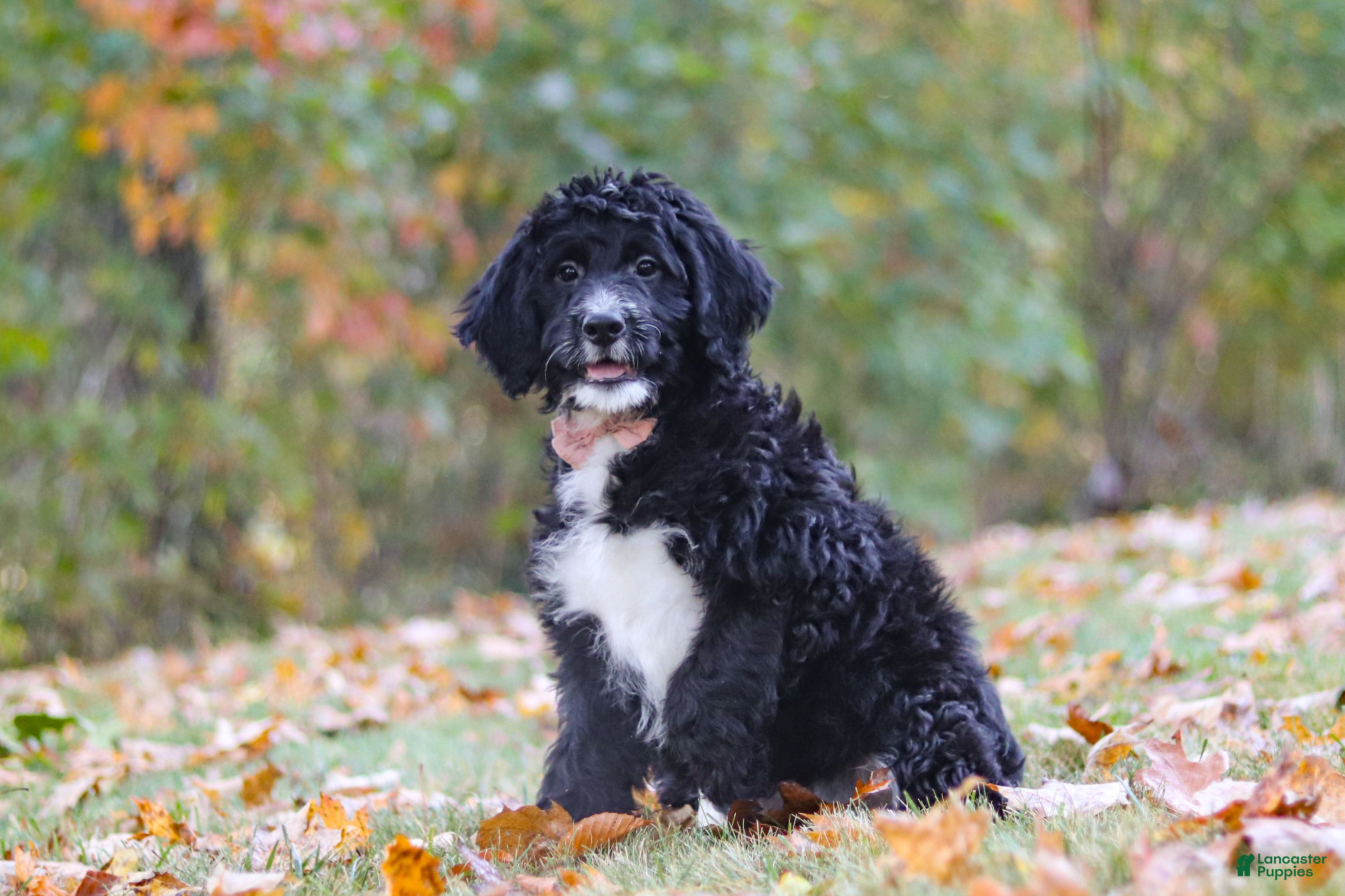 Bernedoodle dogs Pumpkin - Ad 1