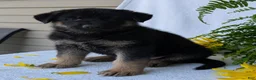 German Shepherd dogs for sale: Bullet  - Ad 13