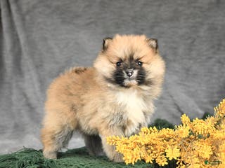Pomeranian dogs Kitty - Ad 19