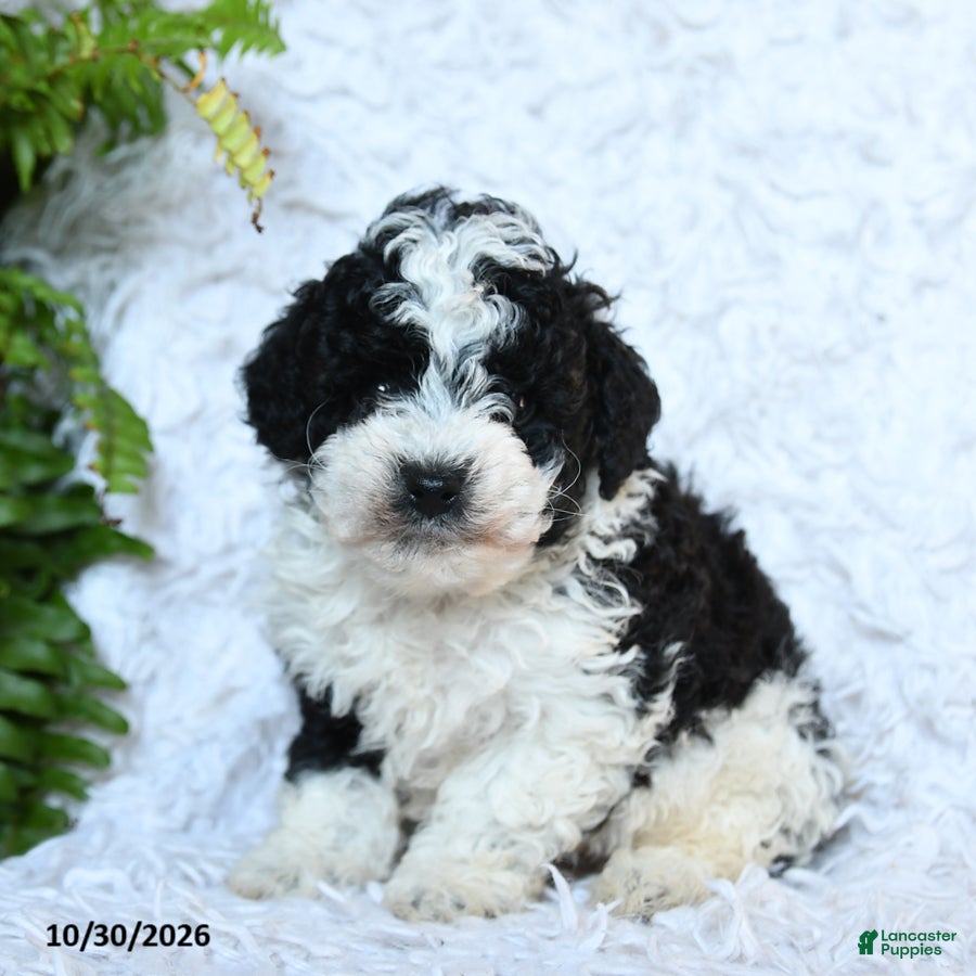 Toy Poodle dogs for sale: Buddy - Ad 2