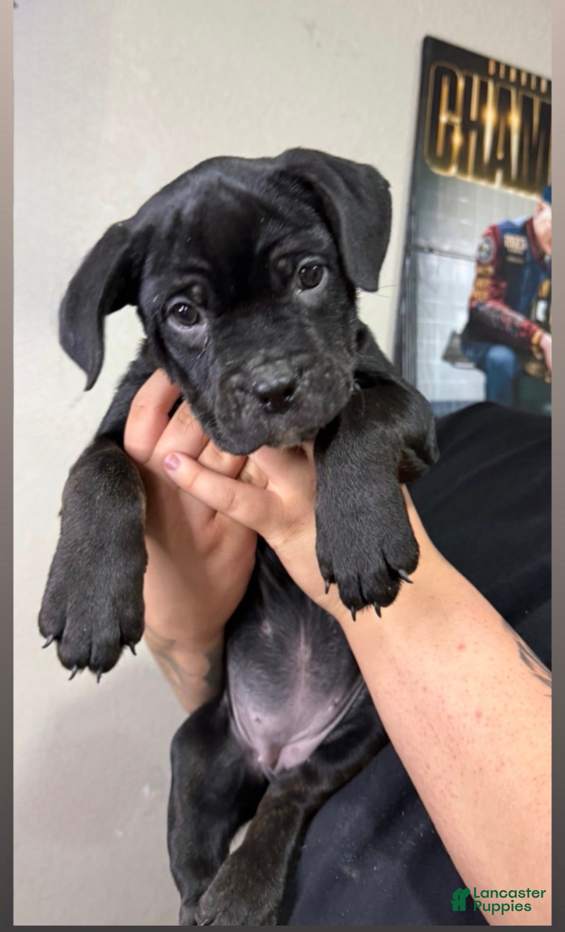 Mixed Breed dogs Kiki - Ad 2