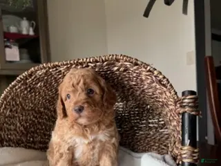 Mini Goldendoodle dogs for sale: Milo - Ad 1