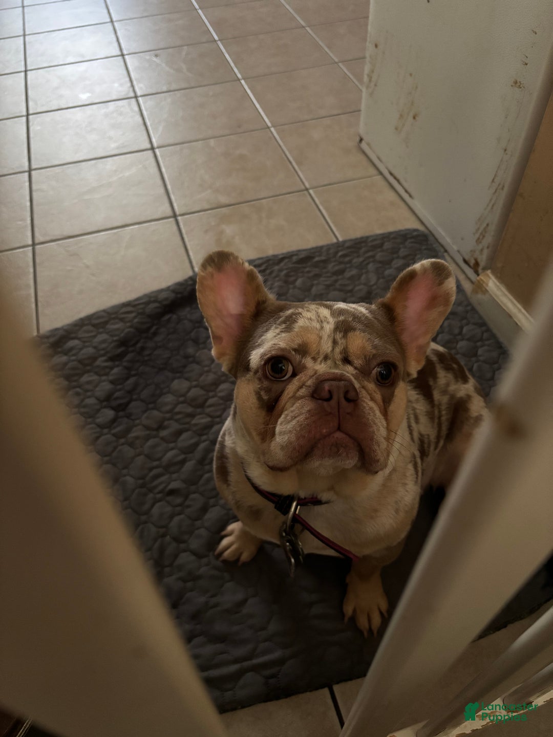 French Bulldog dogs for sale: Nala - Ad 5