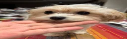 Mixed Breed dogs for sale: One - Ad 6