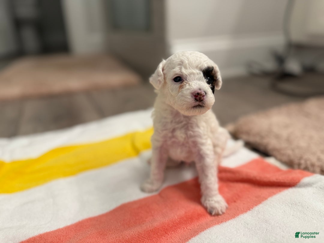 Mini Bernedoodle dogs for sale: Sauvignon Blanc - Ad 3