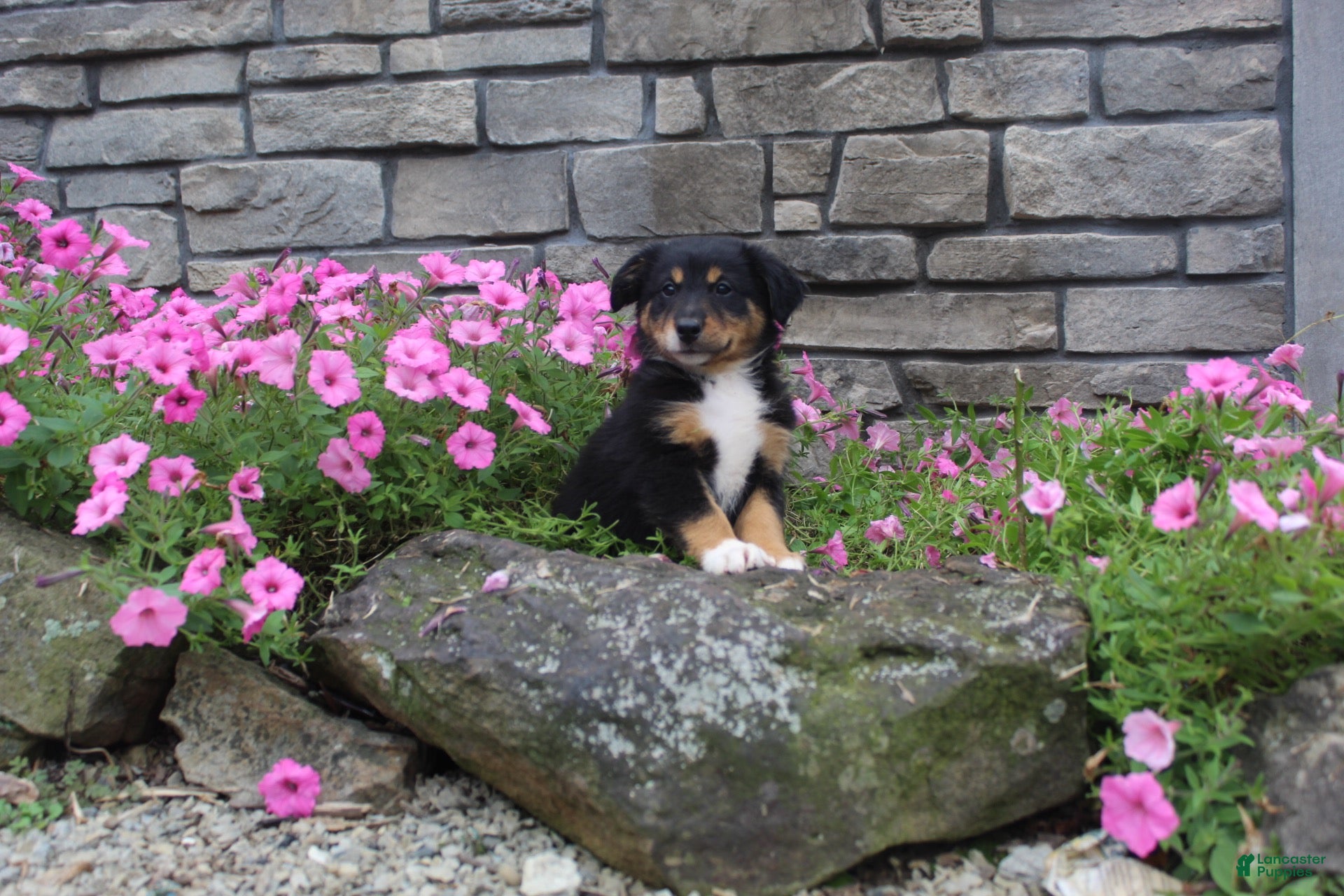 Australian Shepherd dogs Poppy  - Ad 2