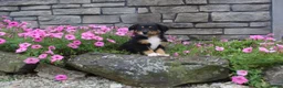 Australian Shepherd dogs for sale: Poppy  - Ad 2