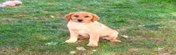 Labrador Retriever dogs for sale: Cristina - Ad 3