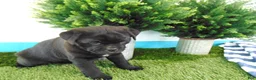 Mixed Breed dogs for sale: Sally - Ad 1
