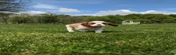 Cavalier King Charles Spaniel dogs for sale: Konnie  - Ad 10