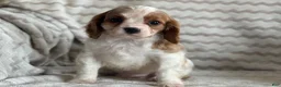 Cavalier King Charles Spaniel dogs for sale: Tommy - Ad 10