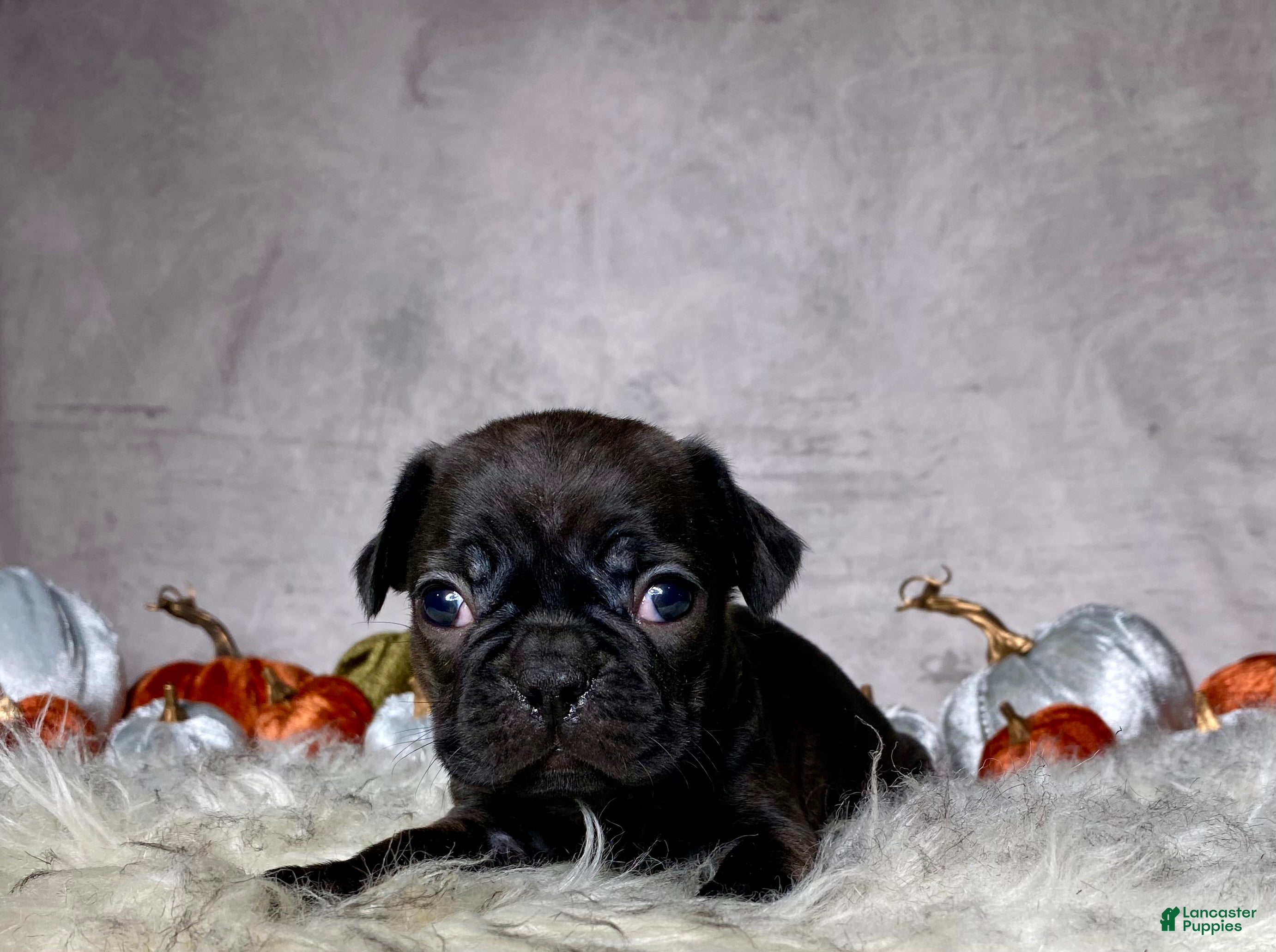 Mixed Breed dogs for sale: Miss Mabel  - Ad 2