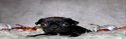 Mixed Breed dogs for sale: Miss Mabel  - Ad 2